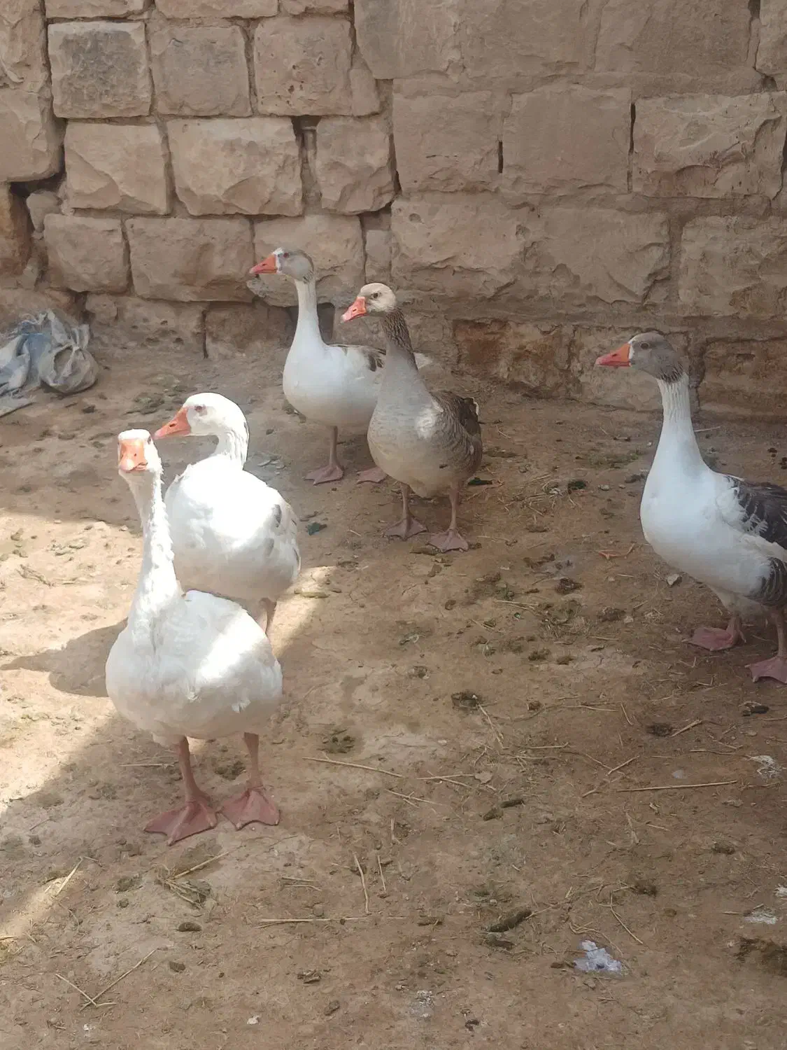 غاز|حیوانات مزرعه|کوهدشت, |دیوار