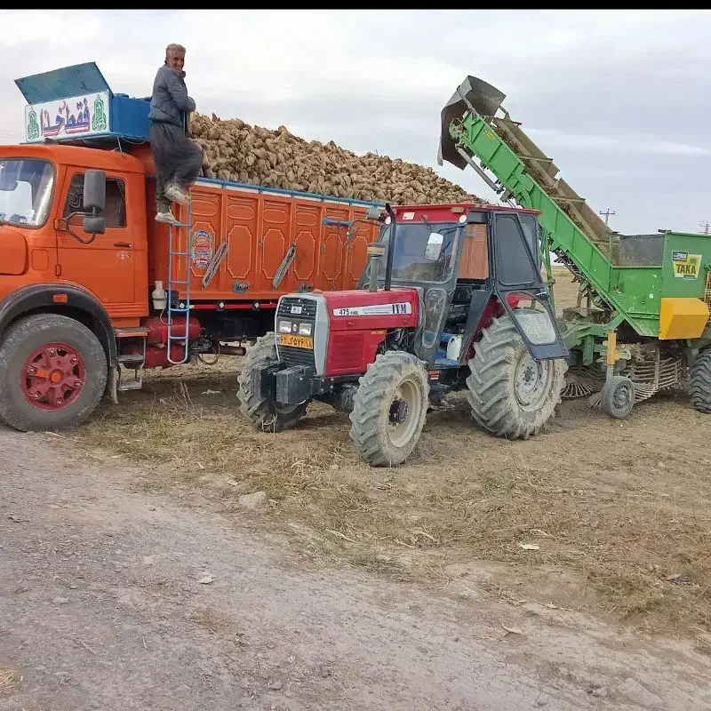 چغندر|لوازم جانبی حیوانات|فامنین, |دیوار