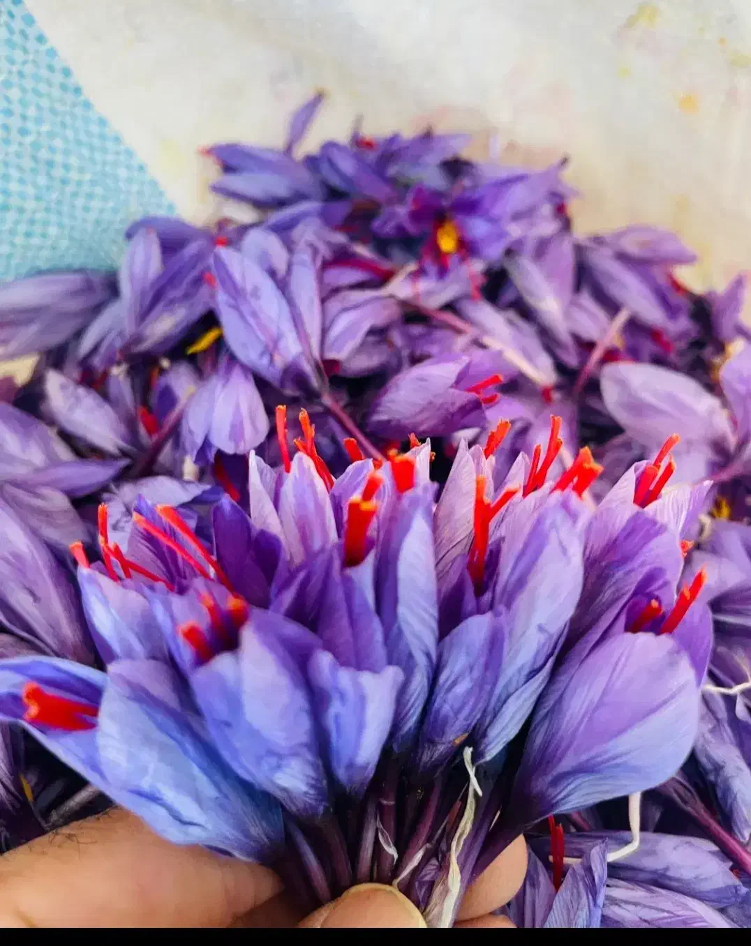 گل زعفران فروشی تازه|خوردنی و آشامیدنی|سبزوار, فرهنگیان|دیوار