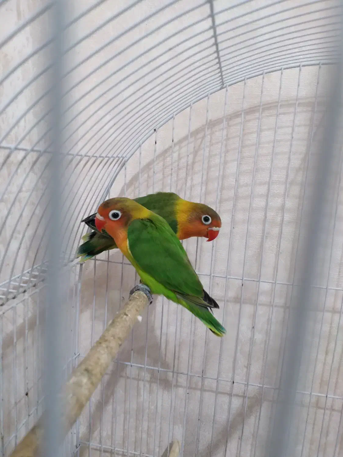 طوطی برزیلی ۲ماهه|پرنده|رشت, حمیدیان|دیوار