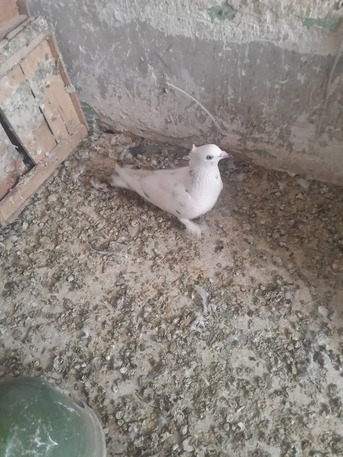 دوعددپرنده پلاکی گرفتنی باضمانت|پرنده|بروجرد, |دیوار