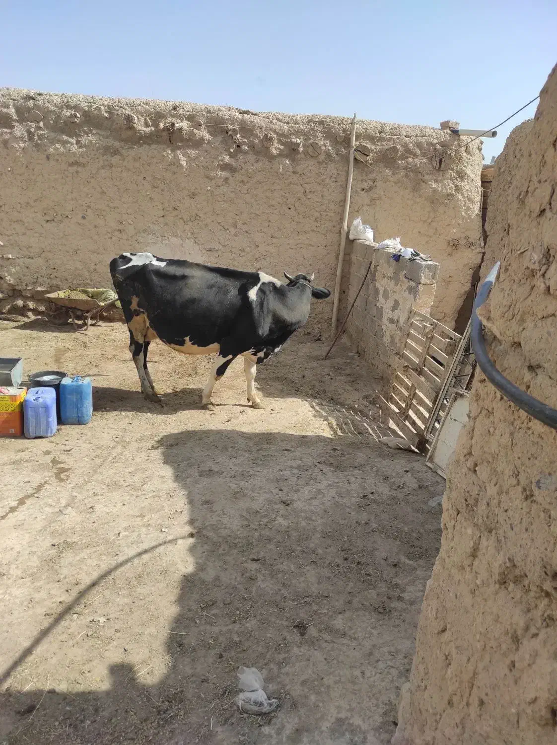 گاو و گوساله|حیوانات مزرعه|ماهنشان, |دیوار