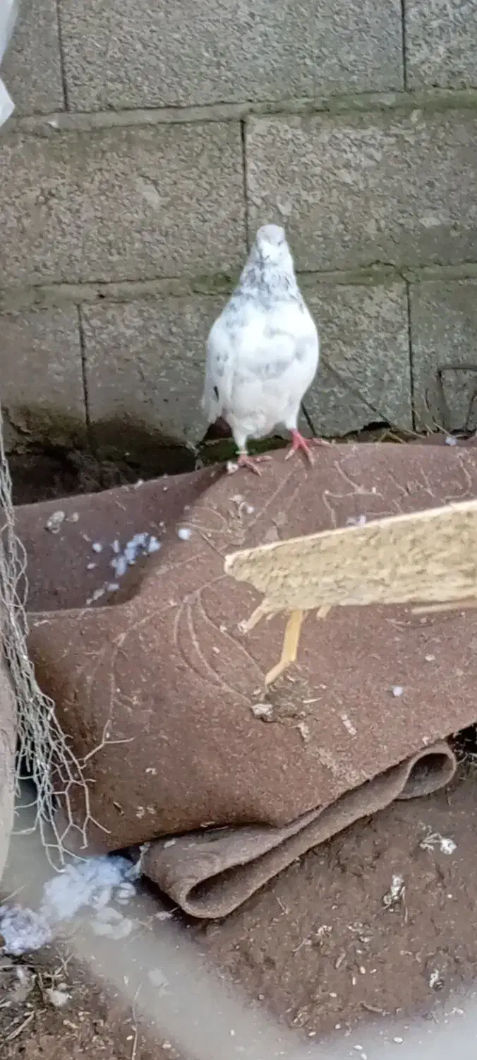 کفتر نر قوی|پرنده|آستانه اشرفیه, |دیوار