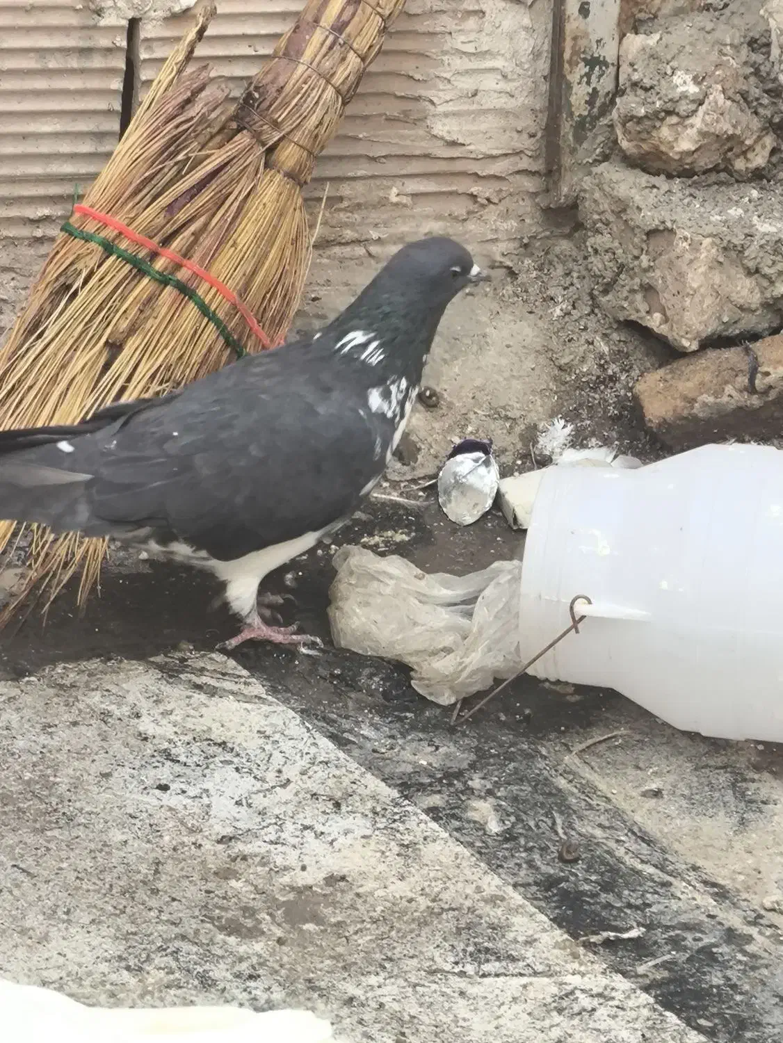 غریب گیری|حیوانات|تهران, استقلال|دیوار