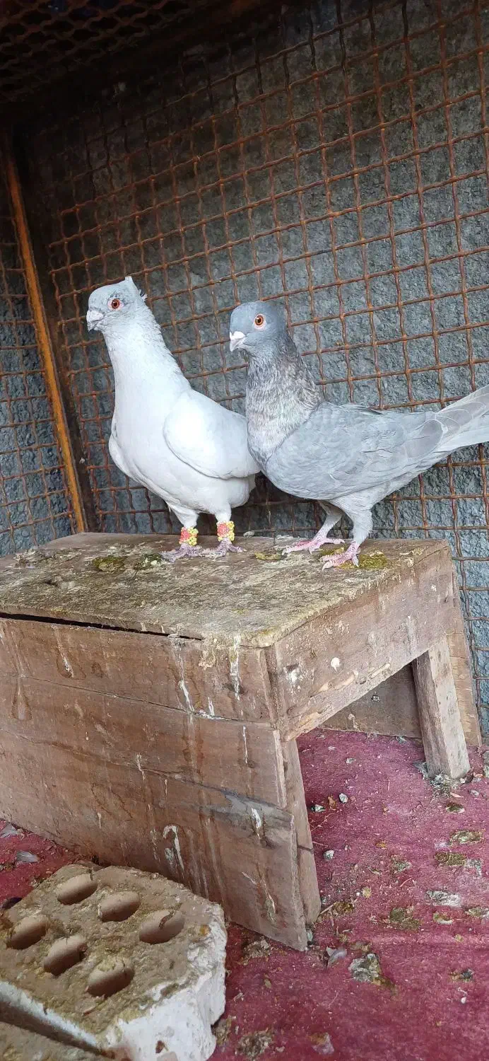 جفت موش درحه یک بشرط|پرنده|دزفول, |دیوار