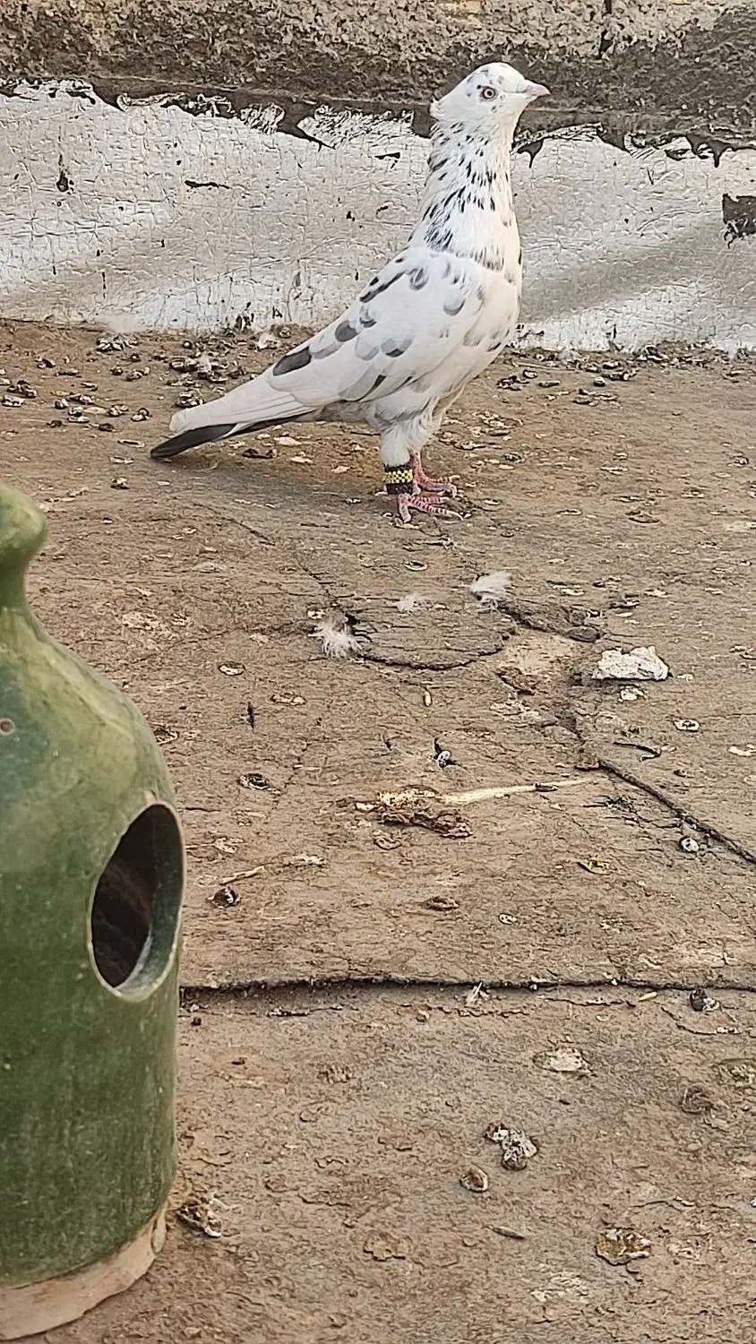 یک جفت کفتر خال قدیم ذات دار پرشی|پرنده|ساوه, |دیوار