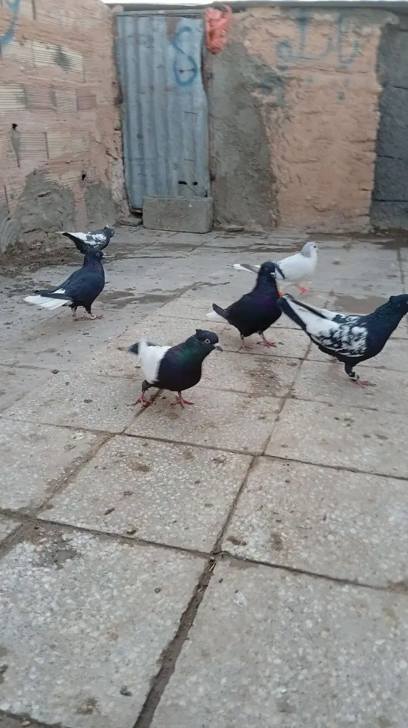 کبوتر|پرنده|سبزوار, جهاد کشاورزی|دیوار