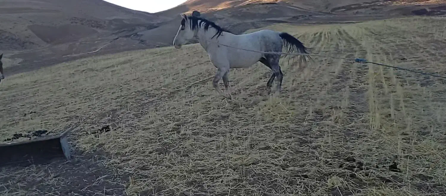 اسب نژاد دار|اسب و تجهیزات اسبسواری|نورآباد, |دیوار