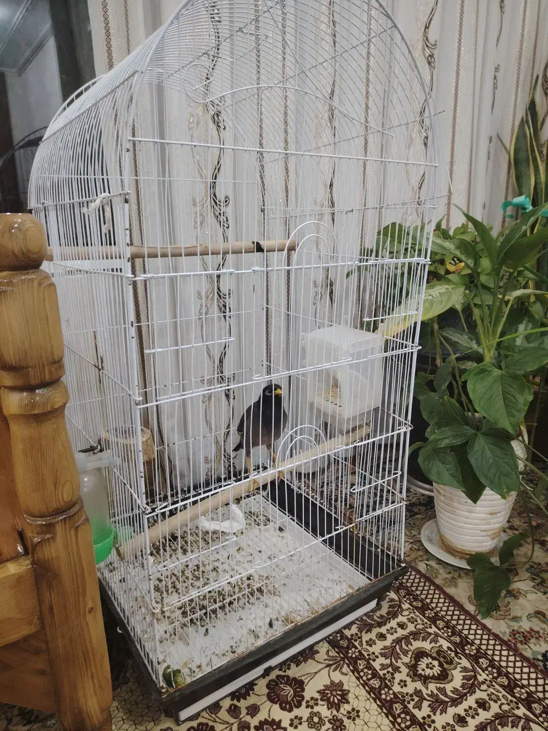 مرغ مینا|پرنده|میبد, |دیوار