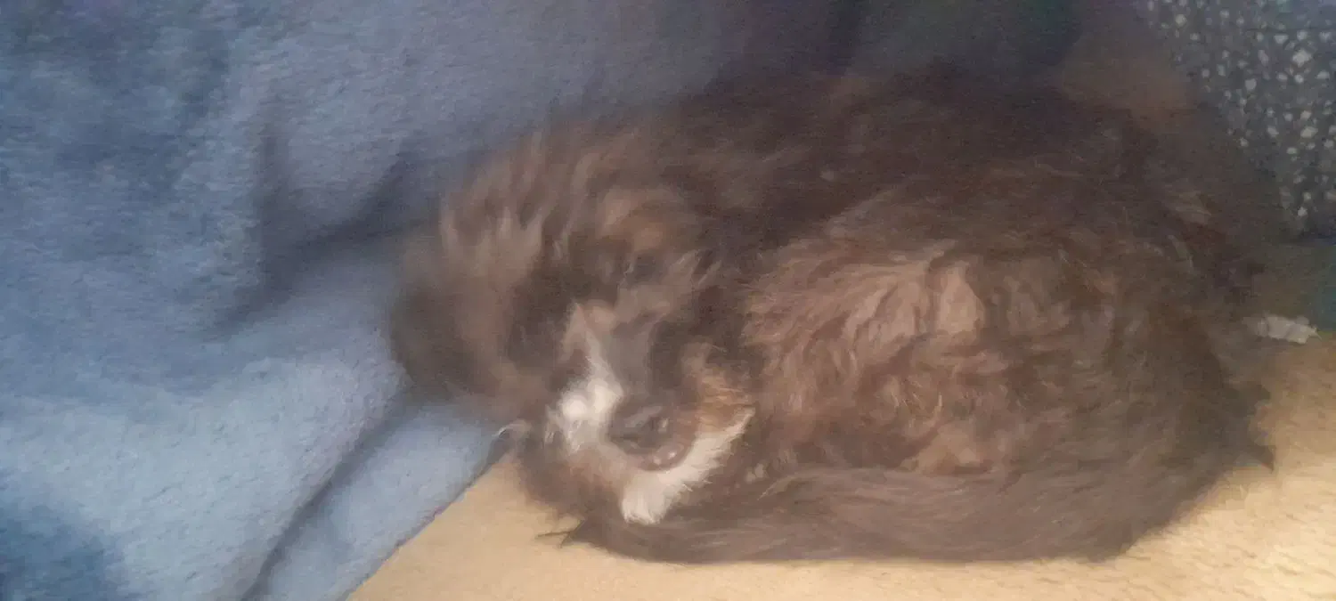 واگذاری حیوان خانگی|سگ|اصفهان, طاحونه|دیوار