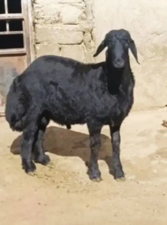 بره برا قوچ اصل بره نژاد یک درجهان|حیوانات مزرعه|دیواندره, |دیوار