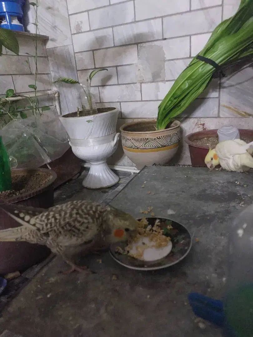 فروش یک جفت عروس هلندی|پرنده|بروجرد, |دیوار