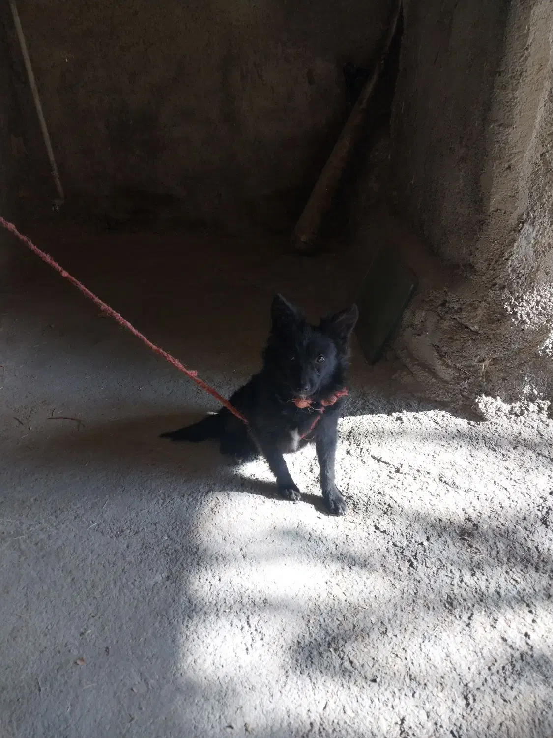 تول جنسیت نر|سگ|ملایر, |دیوار