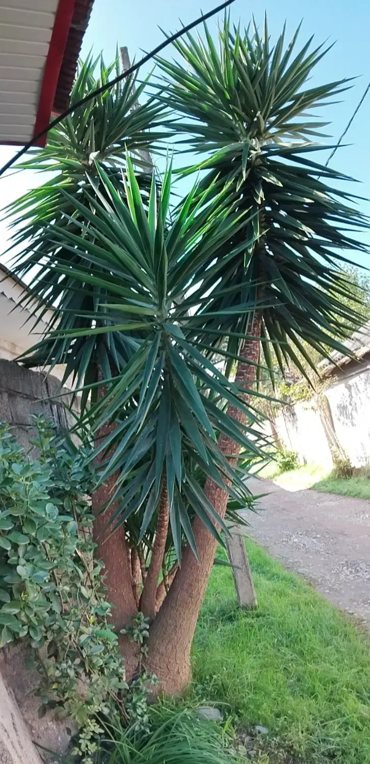 گل یوکا، سیکاس|گل و گیاه طبیعی|لولمان, |دیوار