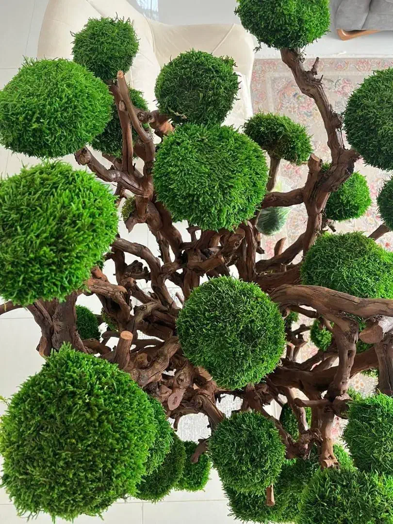 درخت جاودان|گل و گیاه طبیعی|رشت, رودبارتان|دیوار