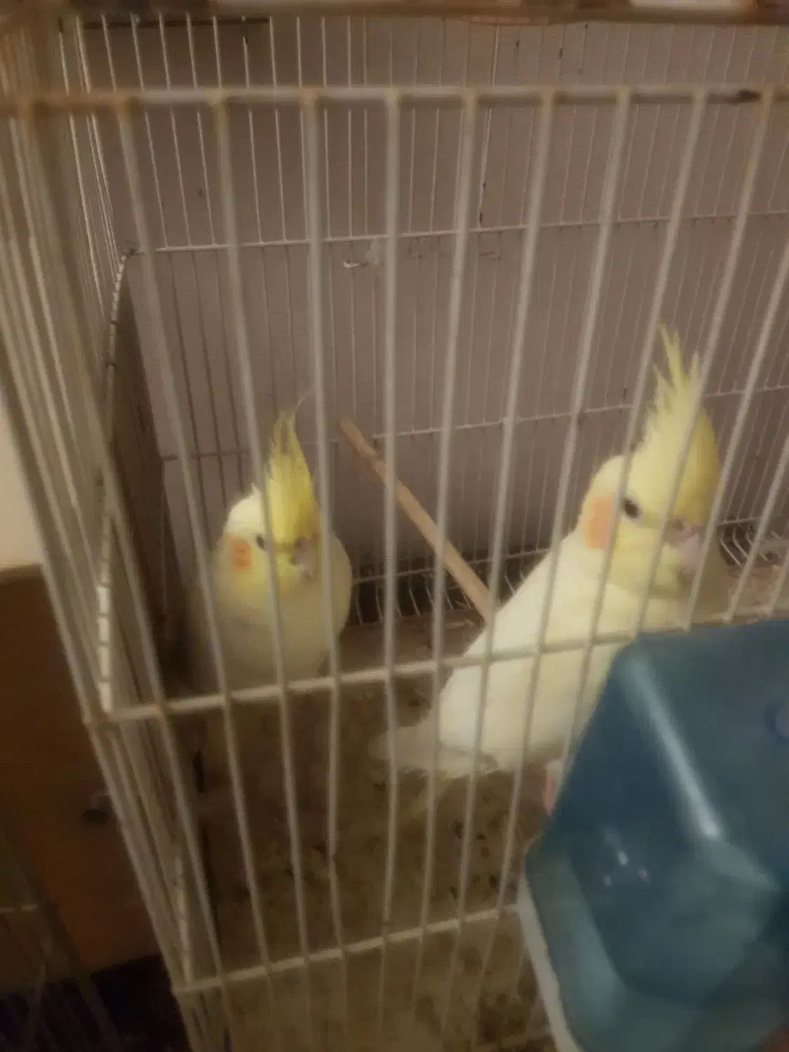 عروس هلندی مولد و مرغ عشق|پرنده|تهران, افسریه جنوبی|دیوار