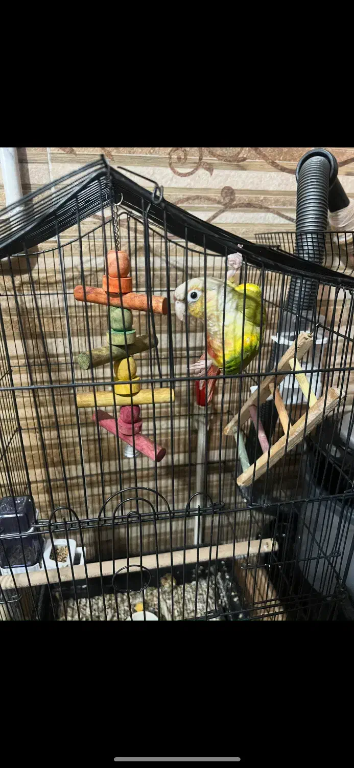 طوطی گرینچیک|پرنده|کرمان, |دیوار