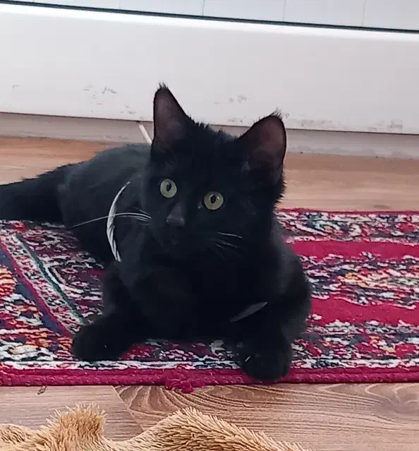 گربه|گربه|ارومیه, |دیوار