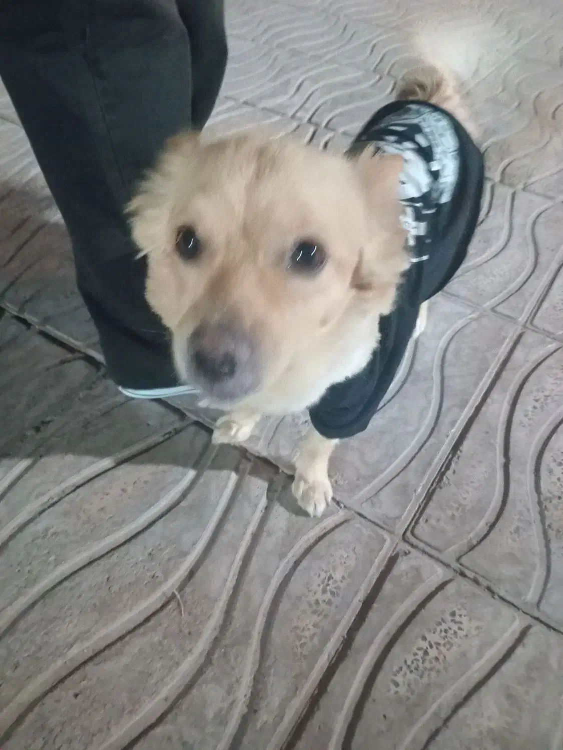 سگ گمشده|حیوانات|بم, |دیوار