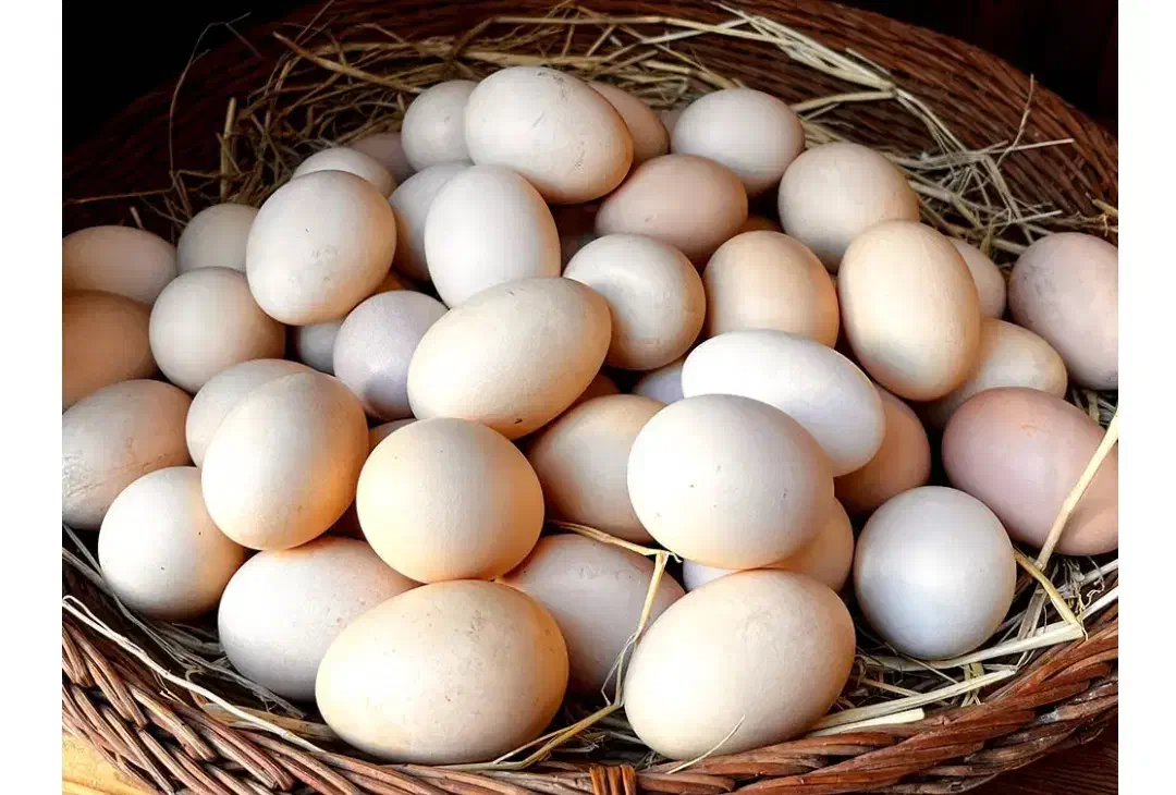 تخم مرغ محلی موجوده|حیوانات مزرعه|رشتخوار, |دیوار