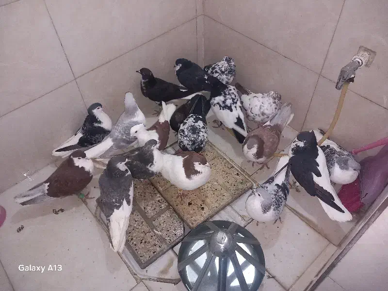 مگسی|پرنده|مشهد, طلاب|دیوار