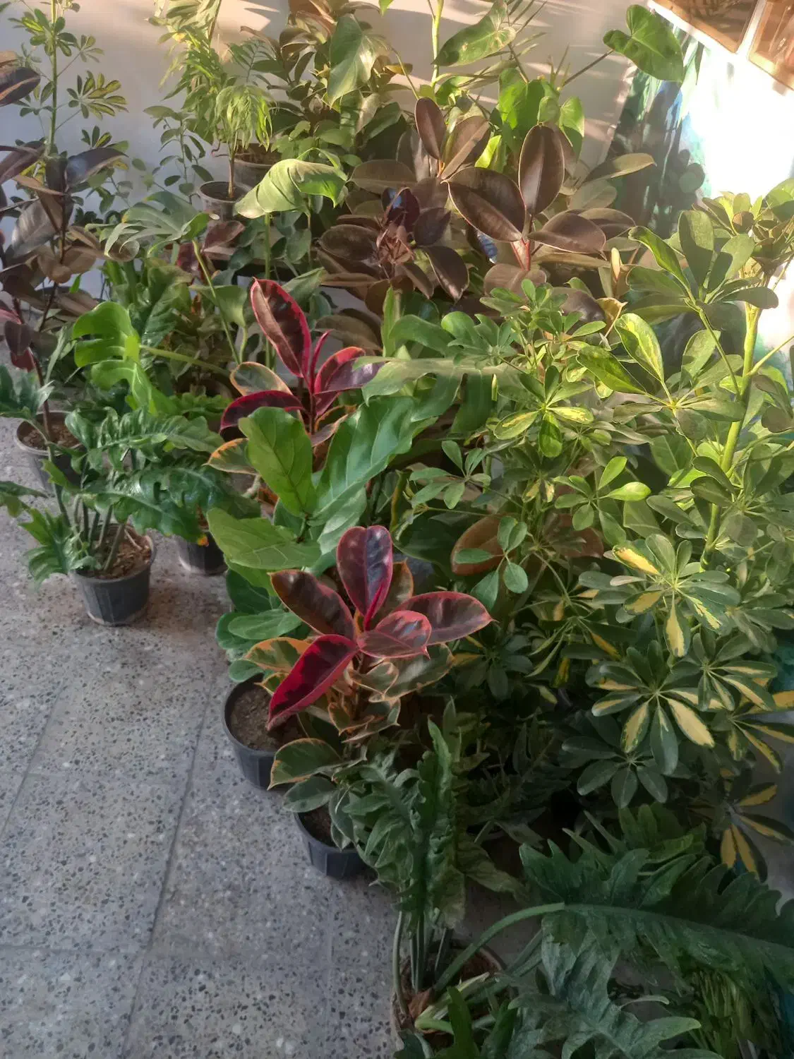 حراج باقی مانده گلهای اپارتمانی فقط ۱۵۰|گل و گیاه طبیعی|شهرکرد, |دیوار