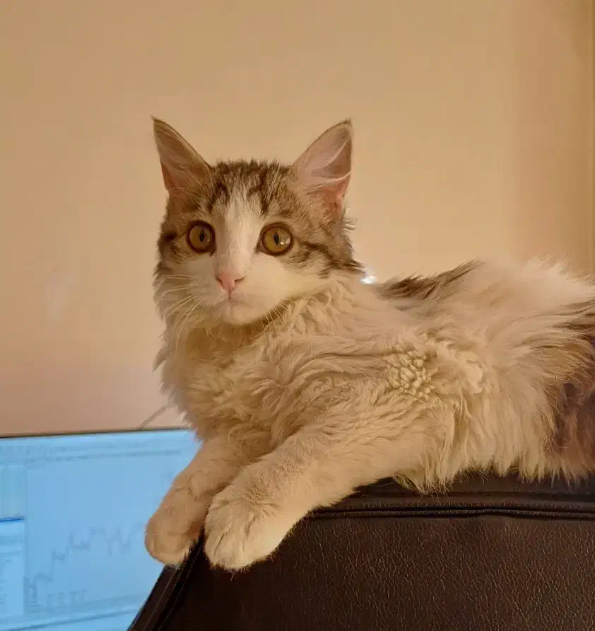 واگذاری گربه ماده لانگ هیر ۳ ماهه|گربه|کرج, شاهین‌ویلا|دیوار