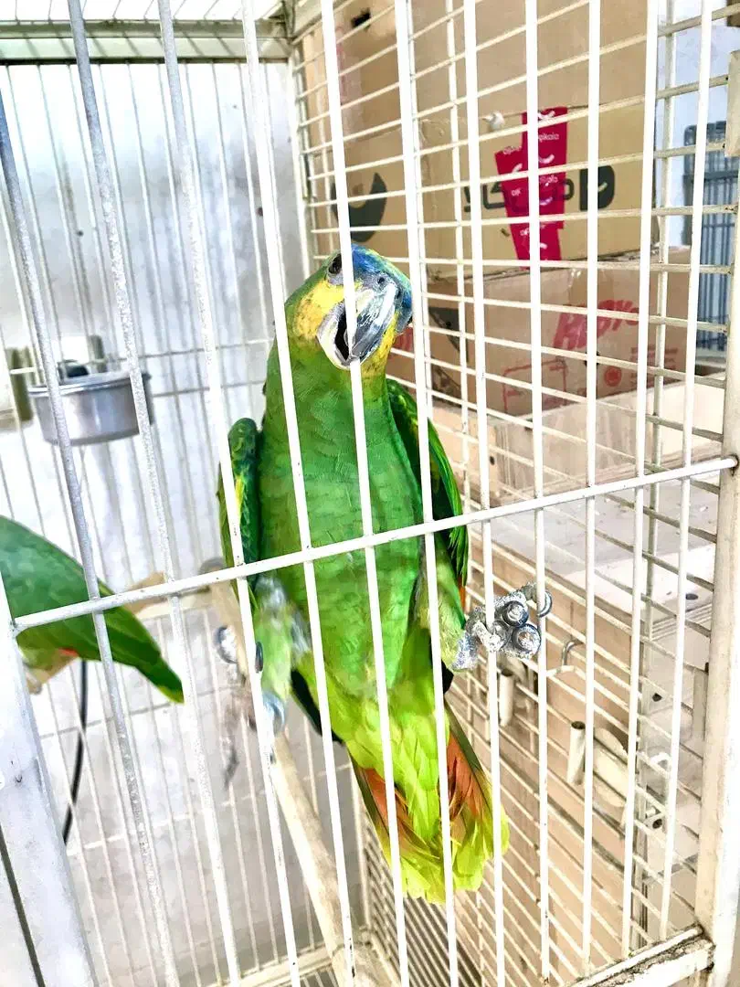 جفت طوطی امازون مولد ( کاسکو سبز )|پرنده|رشت, یخسازی|دیوار