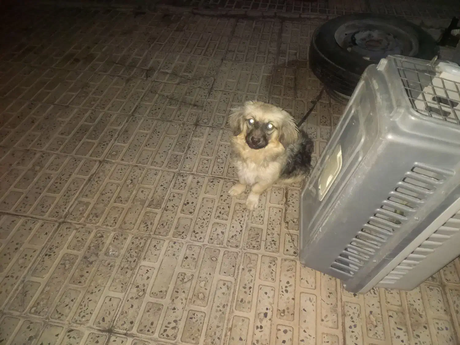 معاوضه سگ پا کوتاه ماده|سگ|کرمان, |دیوار