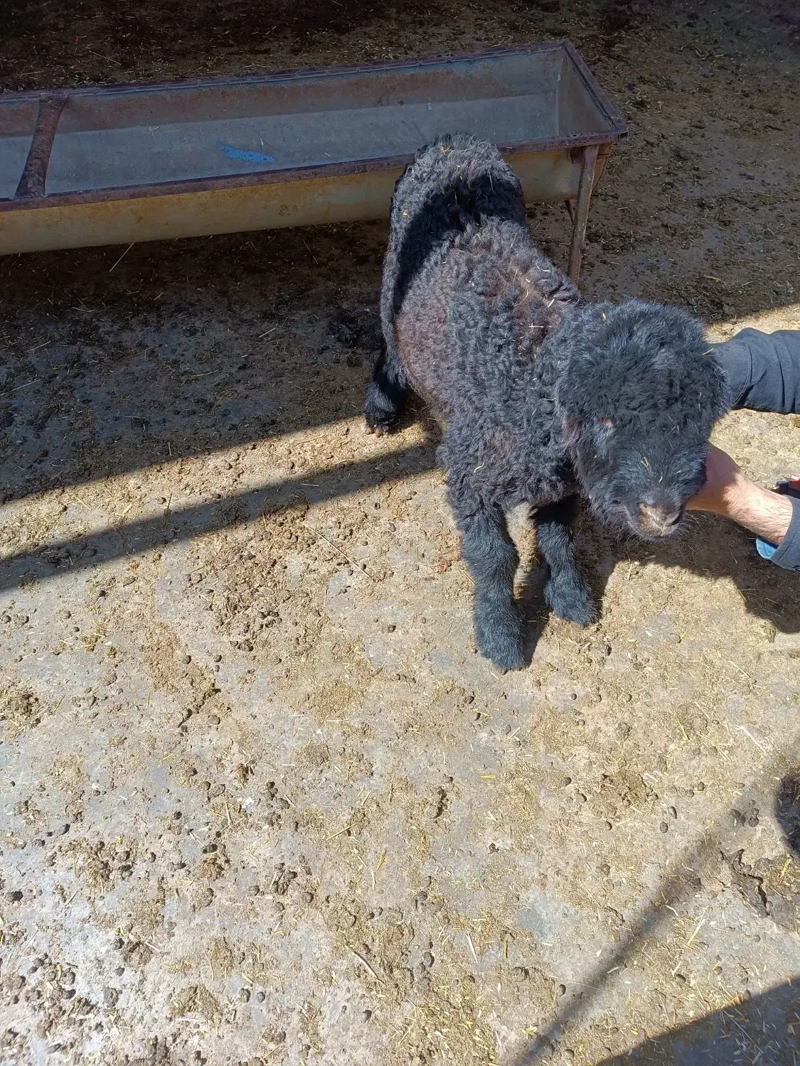 بره ماده|حیوانات مزرعه|مسجد سلیمان, |دیوار