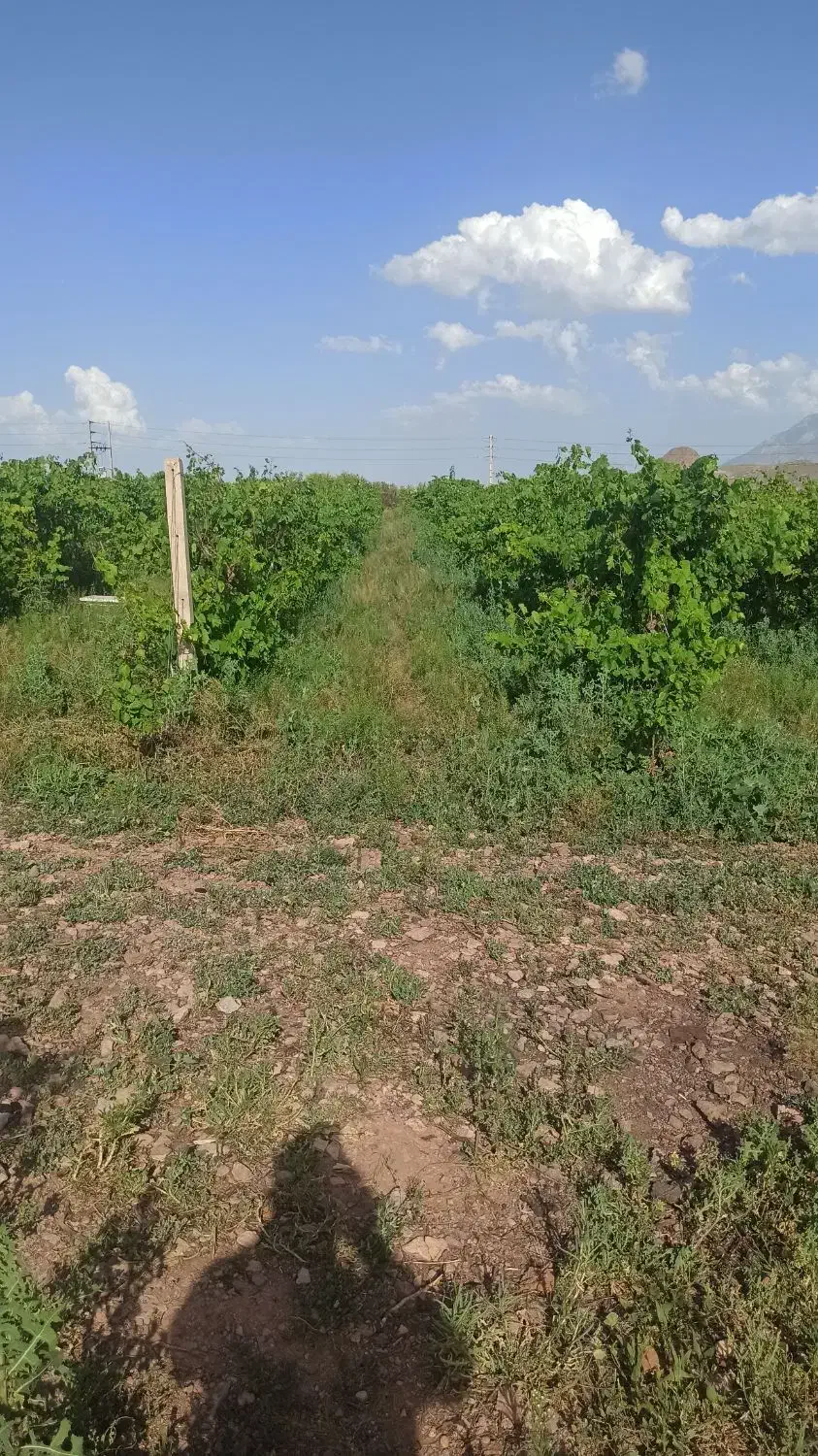 باغ جلفادشت گردیان|فروش خانه و ویلا|جلفا, |دیوار