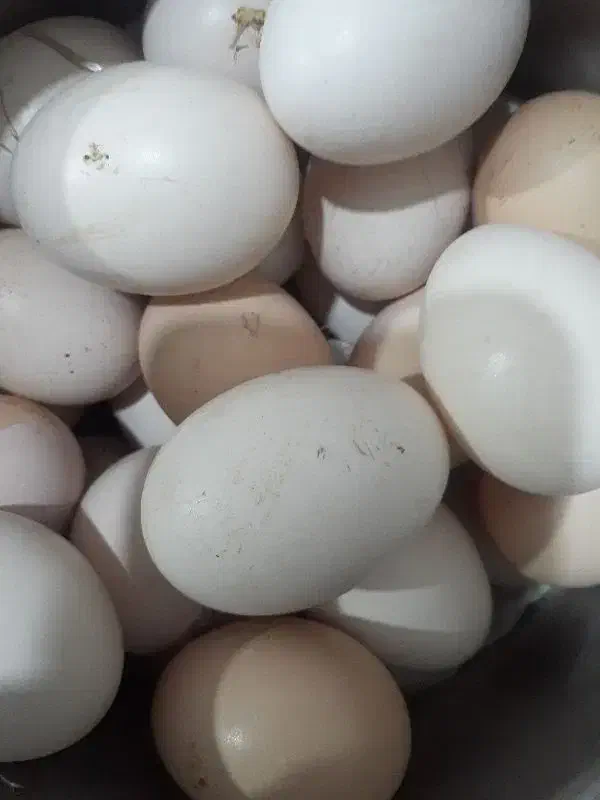 تخم مرغ|حیوانات مزرعه|خان ببین, |دیوار