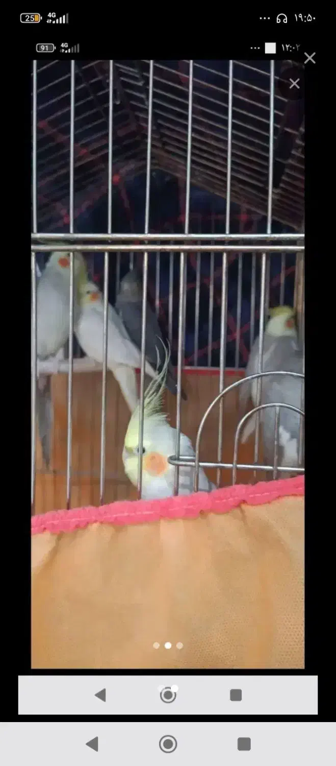 طوطی|پرنده|رباط‌کریم, رباط‌کریم|دیوار