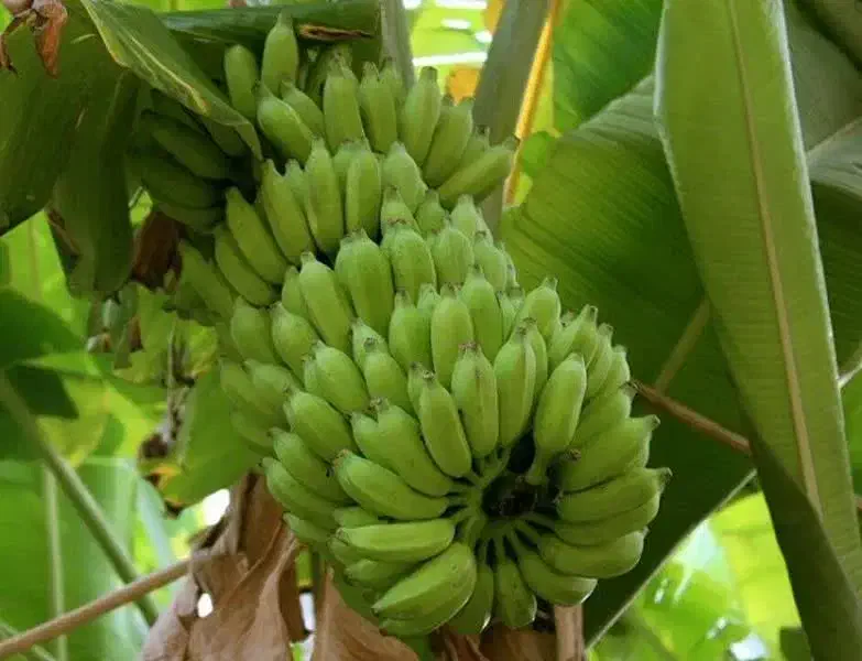 کارشناس رشد تناژ و تغذیه خاک|خدمات باغبانی و درختکاری|صدرا-فارس, فاز ۲|دیوار