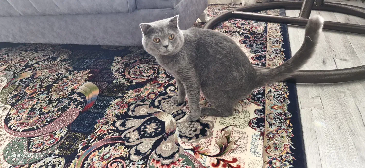 گربه خانگی اسکاتیش خالص|گربه|الوند, |دیوار