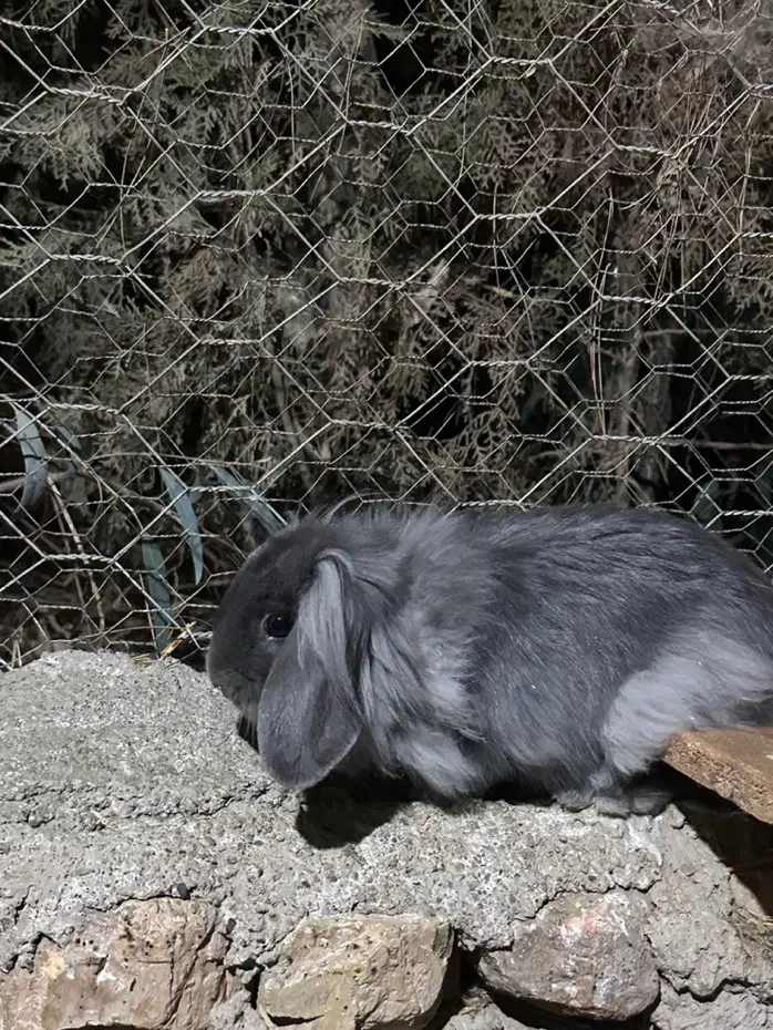 خرگوش لوپ نر|موش و خرگوش|پیشوا, |دیوار