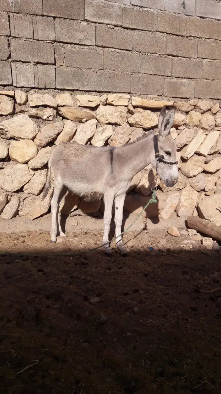 یک راس خر برا فروش|حیوانات مزرعه|ایذه, |دیوار