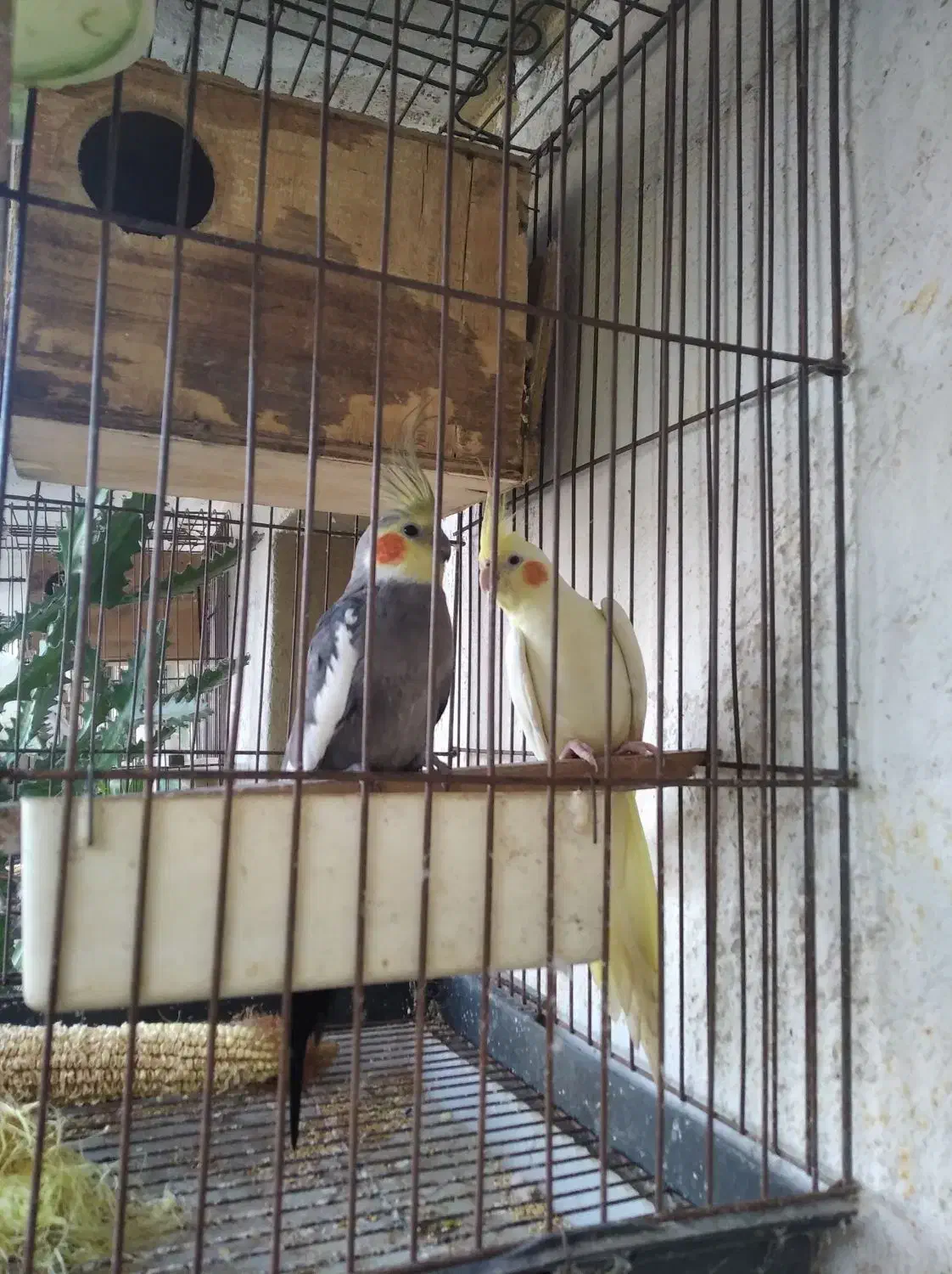 عروس هلندی مولد با ۳جوجه|پرنده|چابهار, |دیوار