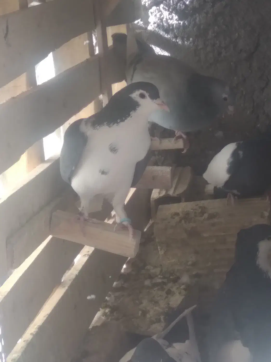 نر شیرازی سوراخی|پرنده|ماهان, |دیوار