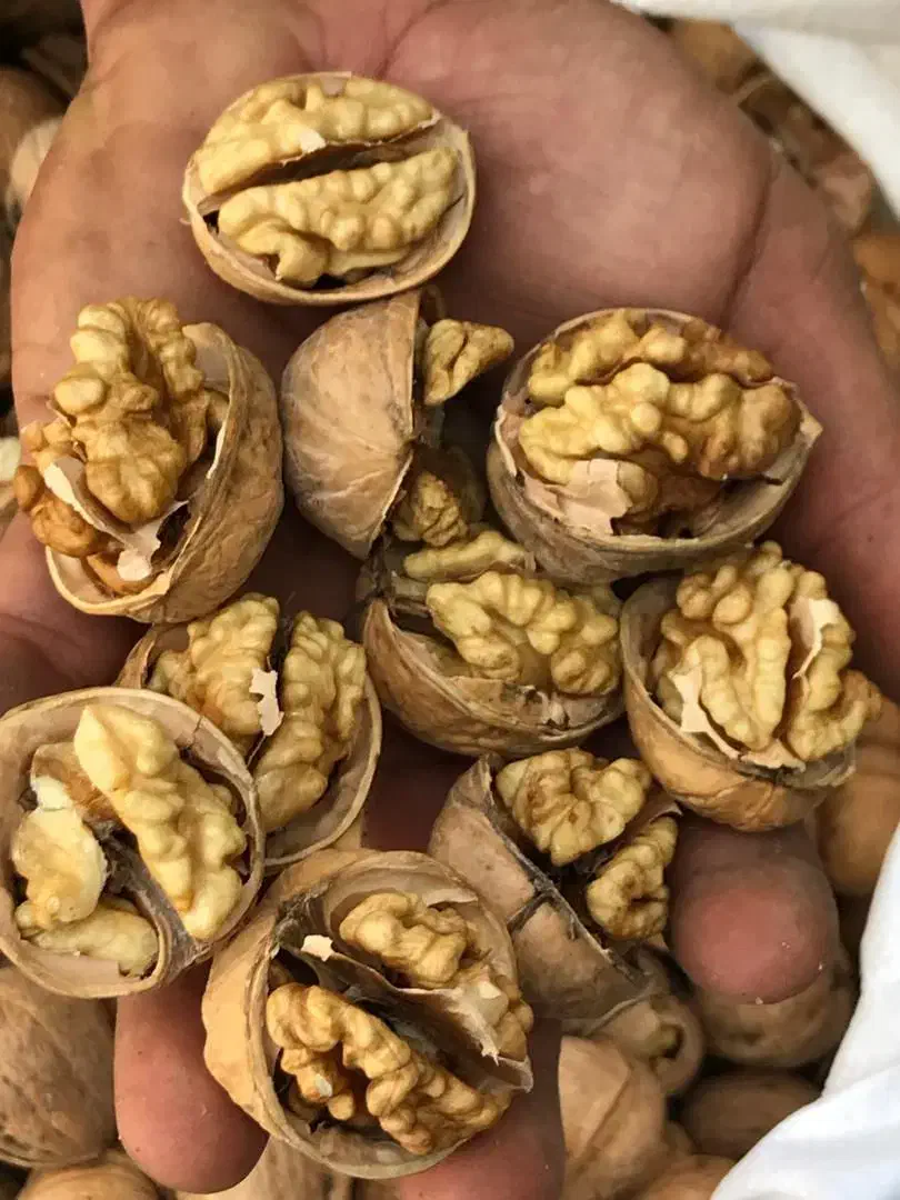 گردو پوست کاغذی چینی درصد بالا|عمدهفروشی|دیلم, |دیوار