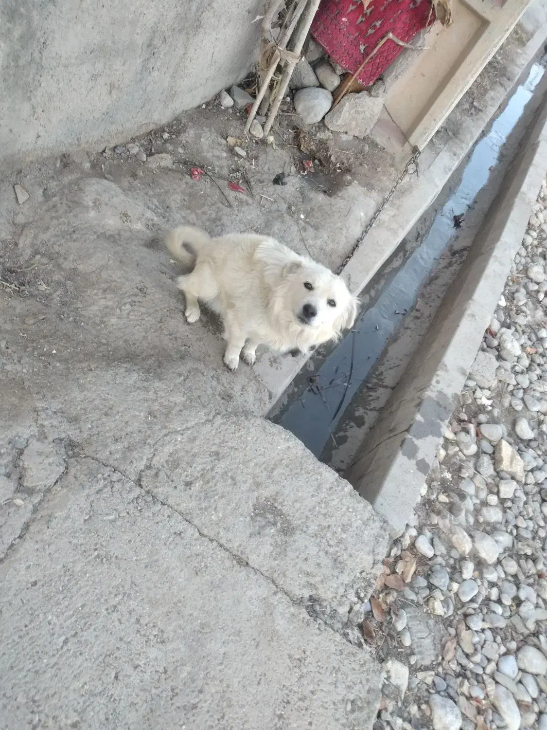 سگه|سگ|بروجرد, |دیوار