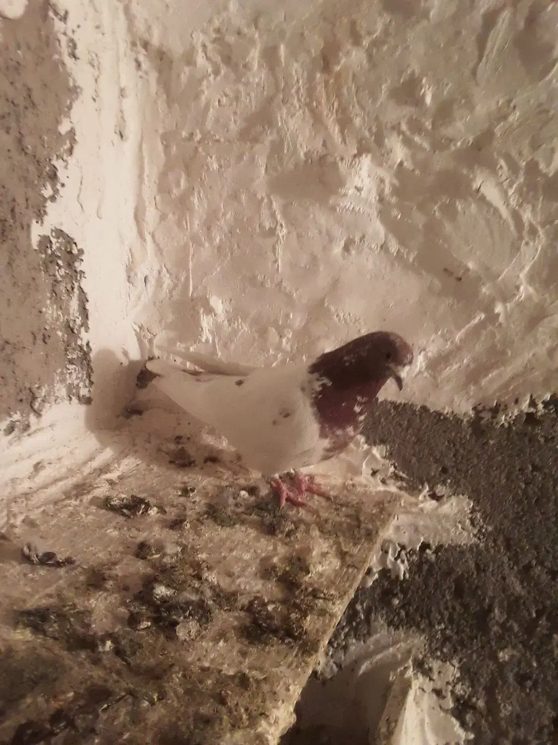 طوقی ککلی|پرنده|اردبیل, |دیوار