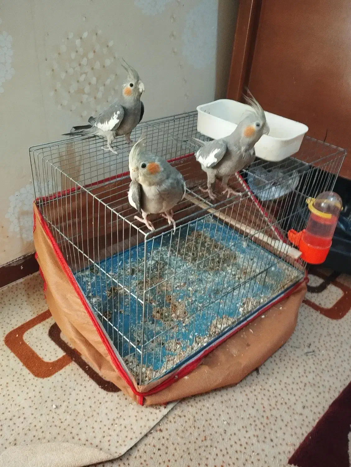 طوطی عروس هلندی|پرنده|بندر ماهشهر, |دیوار