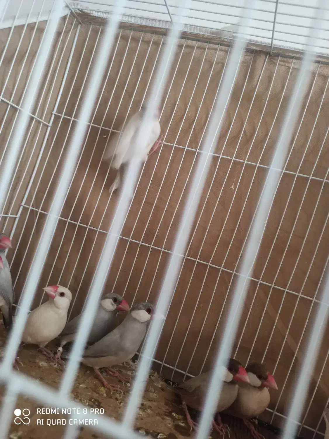 نرگسی جفت سیلور .جفت شکلاتی جفت ایزابلا|پرنده|تربت جام, میرقوام الدین|دیوار