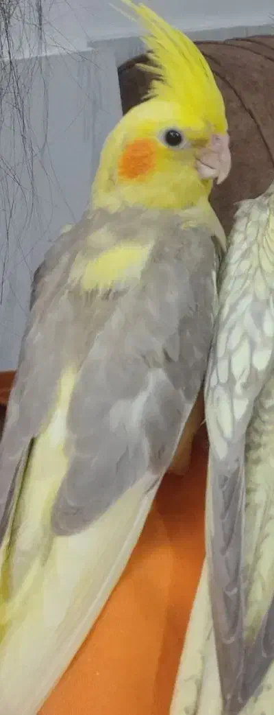 یک عدد عروس هلندی ماده|پرنده|لنگرود, |دیوار