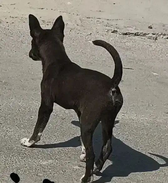 سک پا کوتا|سگ|زابل, |دیوار