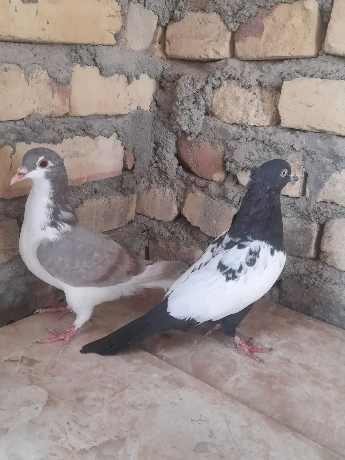 کبوتر سینه ای و اصفهانی|پرنده|مهریز, |دیوار