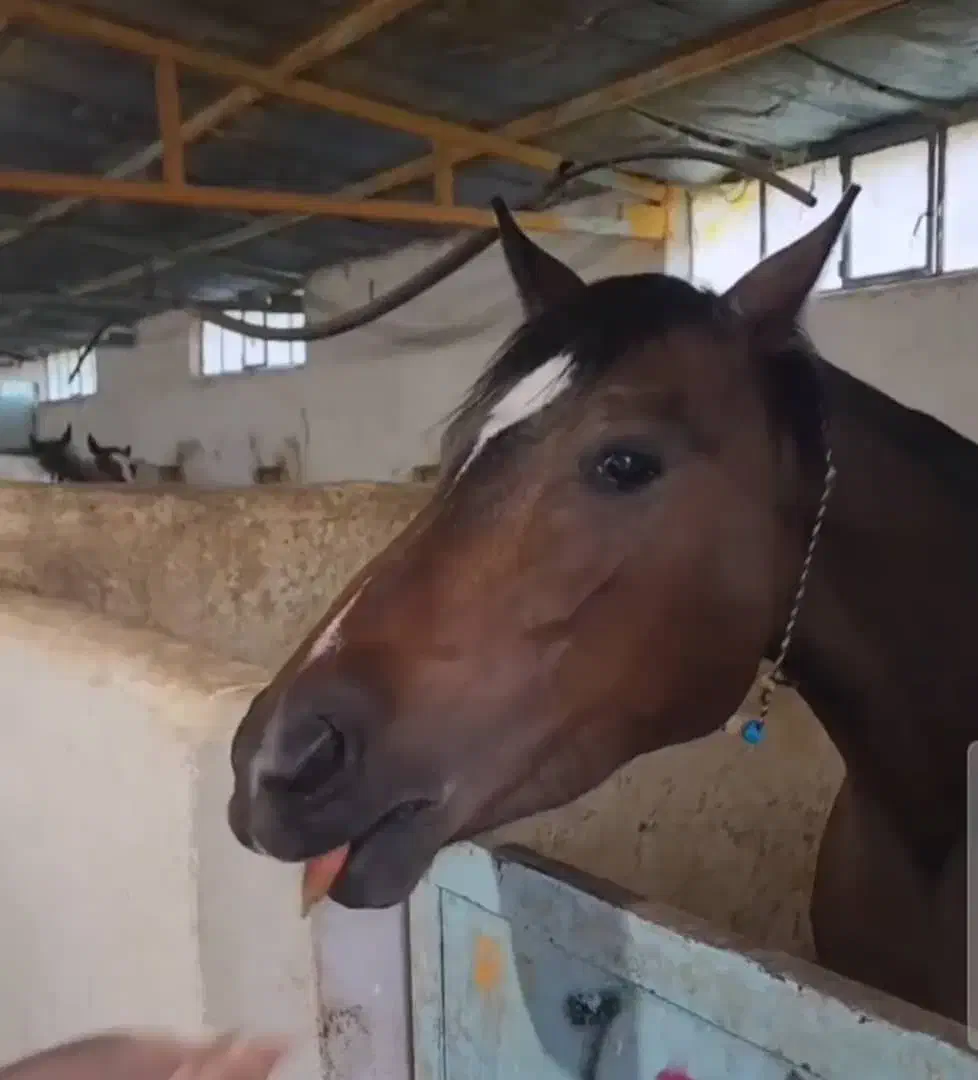 اسب آیین هوا|اسب و تجهیزات اسبسواری|خرمآباد, |دیوار