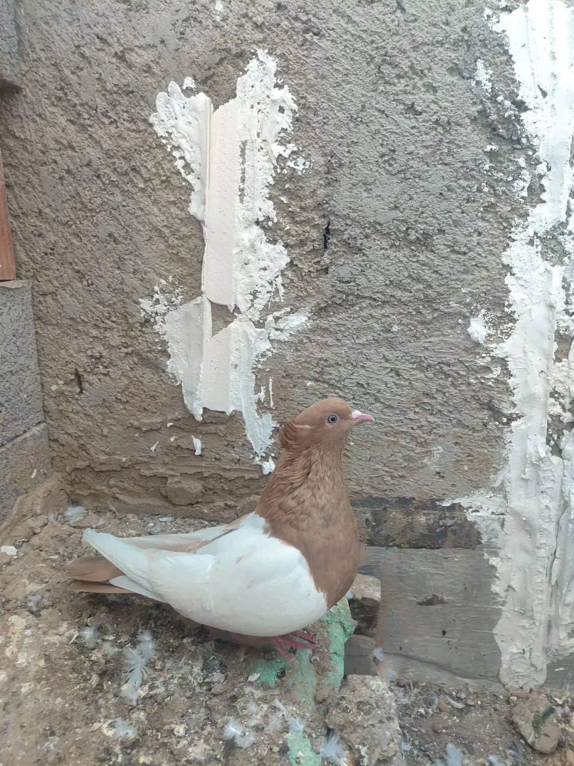 کبوتر عالی|پرنده|گنبد کاووس, |دیوار