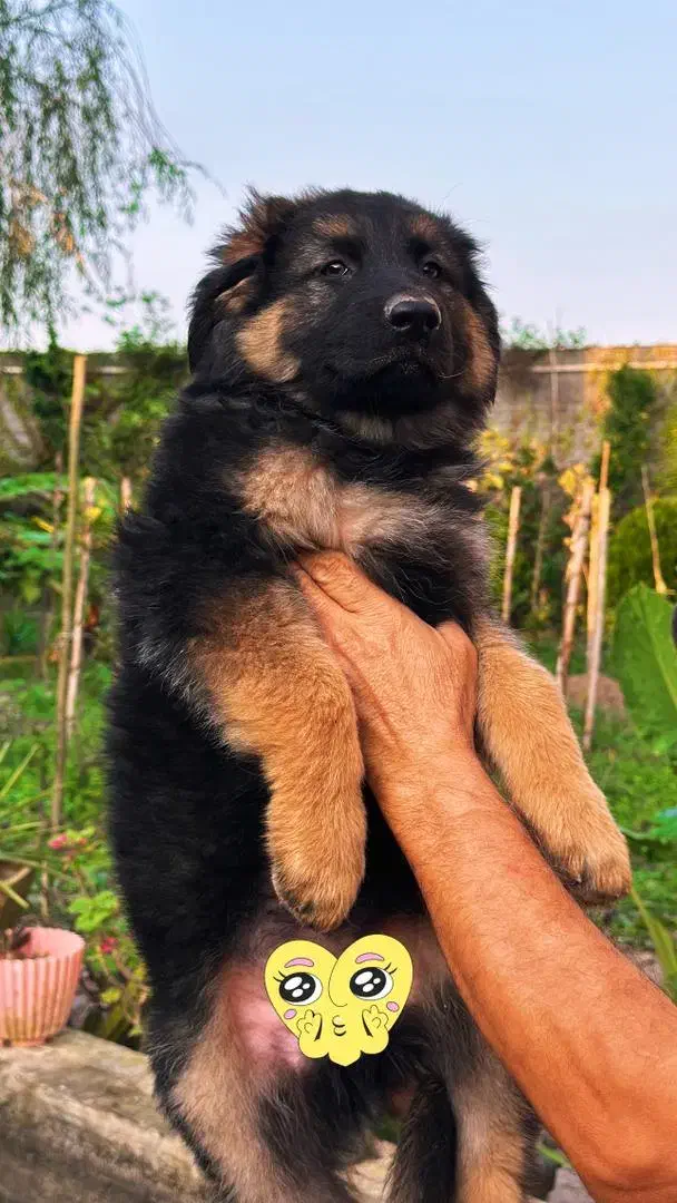 توله سگ ژرمن شولاین موبلند بلک فیس کینگ سایز|سگ|تهران, زرگنده|دیوار